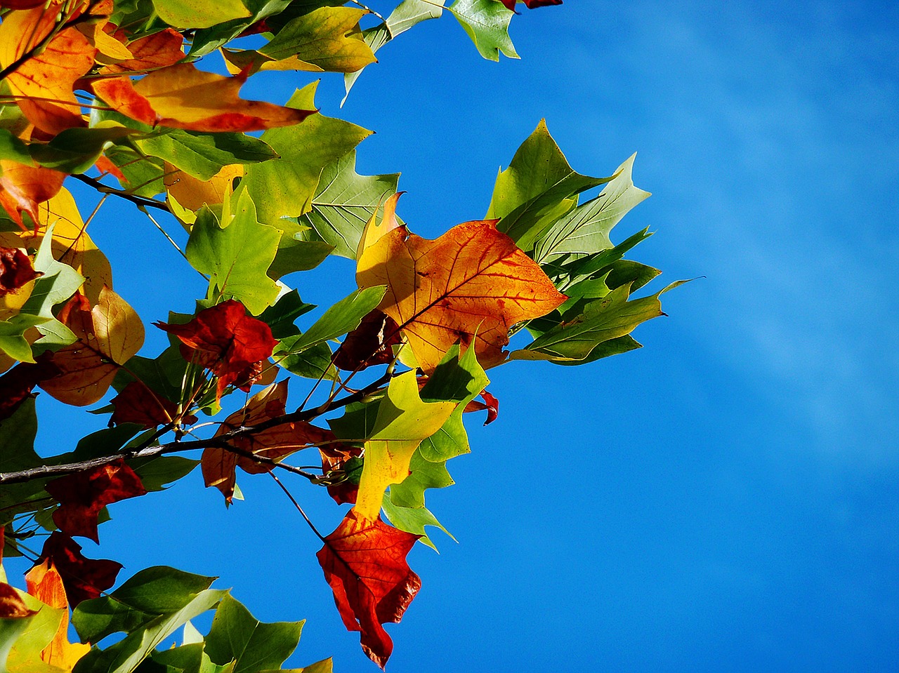 autumn, leaves, foliage